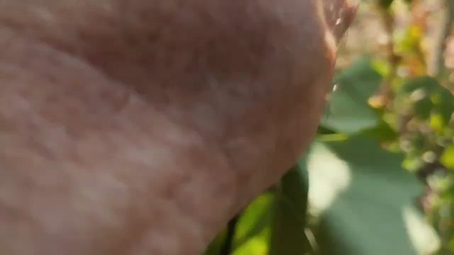 Сеянцы новинки винограда 24 августа 2024. Виноградник Щереденкова В. А .mp4