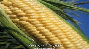 Сорта кукурузы