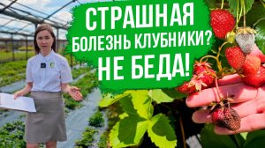 ГНИЮТ ЯГОДЫ КЛУБНИКИ! Серая гниль на клубнике. Как бороться с серой гнилью на клубнике.