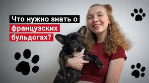 Топ 5 фактов о французских бульдогах. Посмотрите это видео перед покупкой собаки
