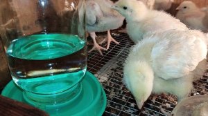 Поилка для цыплят на стеклянную банку. Поение цыплят водой. 02052023.