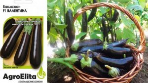 Характеристики и описание гибрида баклажана Валентина F1