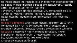 Грабовик Leccinum carpini Часть 1 Описание Видео определитель Съедобность Кулинария