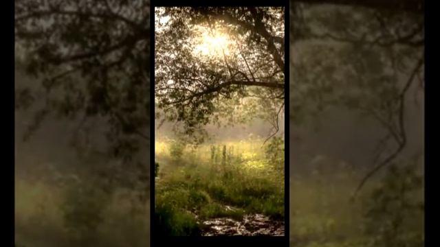 Звуки сильного дождя в тропическом лесу