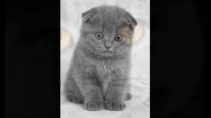 Британская вислоухая кошка