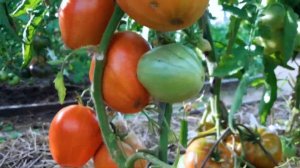 Томат Голландские! Полный видео обзор
