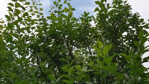 Тля напала на сливовые деревья  Чем обработать