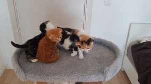 Котята с мамой