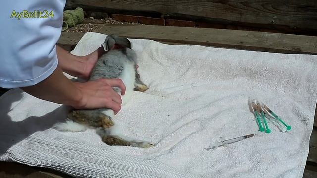 Вакцинация домашних кроликов своими силами Дозировка вакцины кроликов миксоматоз ВГБК смотреть онлайн