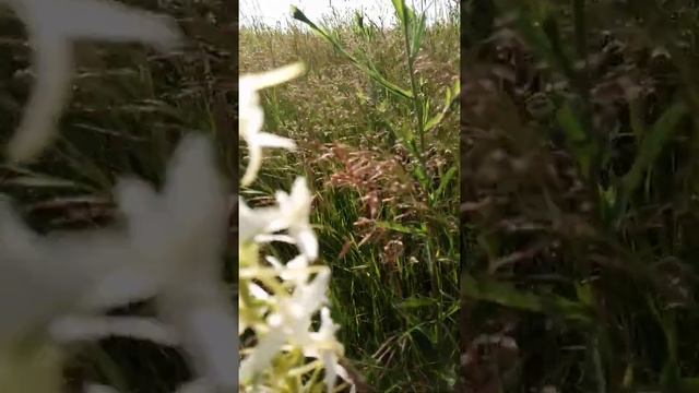 Дикая орхидея любка двухлистная смотреть онлайн