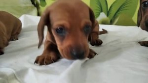 Щенки таксы мини