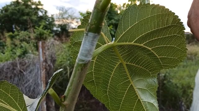 Прививка Плакучая Шелковица смотреть онлайн