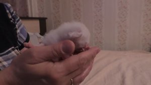 Через сколько дней котята открывают глаза?