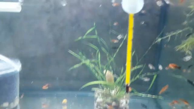 Кормим малька и гуппи#аквариум #живородка #рыбки #мальки смотреть онлайн