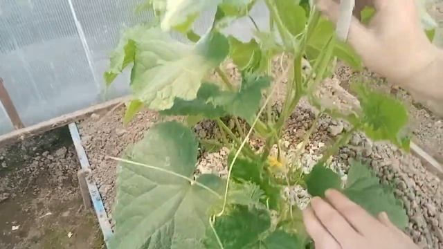 Огурцы. Формирование кустов в теплице.