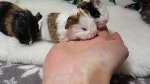 Малыши морские свинки