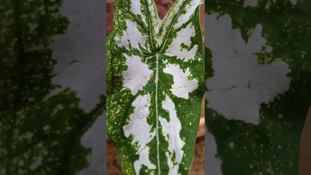 #shorts #caladium Caladium humboldtii Schott, Elephant Ear Plant???❤❤❤??? смотреть онлайн