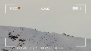 Охота на чубуку. Часть 2.