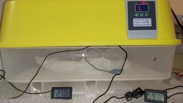 Перепелята не вылупились/Последний этап инкубации перепела селадон, ждём ?