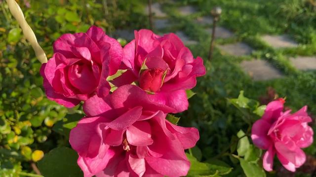 Роза Ориента Аладдин (Orienta Aladdin Rosen Tantau, 2020 ) #розы _в_Подмосковье #сорта_роз смотреть онлайн