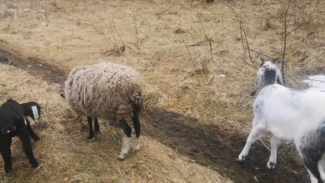 Обезроживание козы резинками. Он может. Весенние работы. смотреть онлайн