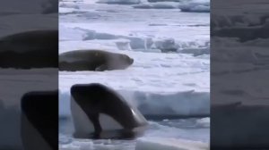 Хитрая охота косаток на тюленей.