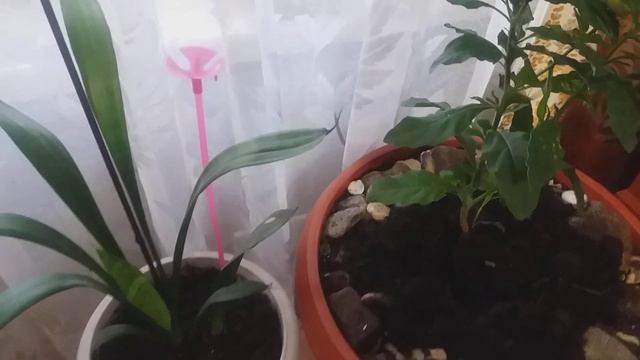 ?ЦАРСКИЙ ПАСЛЁН / ПЕРЕЕЗЖАЕМ НА НОВОЕ МЕСТО И ПРОДОЛЖАЕМ ИЗУЧАТЬ ЭТО УДИВИТЕЛЬНОЕ КОМНАТНОЕ РАСТЕНИ смотреть онлайн