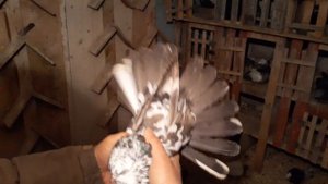 Обзор голубей Горб Сергея, февраль 2021года часть1