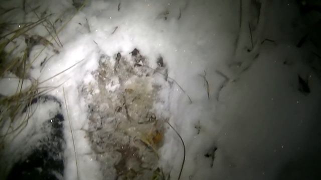 Тайга  Избушки  Промысел 1