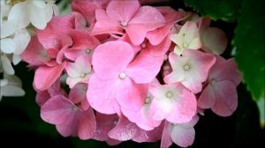 Цветы гортензии двух видов. Гортензия метельчатая и гортензия крупнолистная