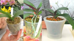 Возрождённая Орхидея. 5 месяцев большой реанимации. Пересадка из мха, в керамзит.