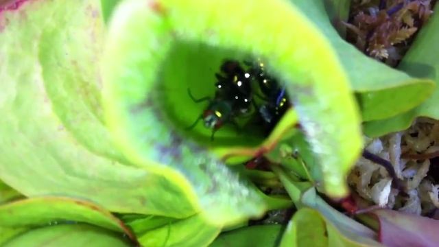 Sarracenia Purpurea American Pitcher Plant смотреть онлайн