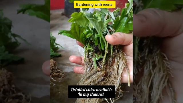 🔥How to get thousands of chrysanthemum flowers series #winterplant