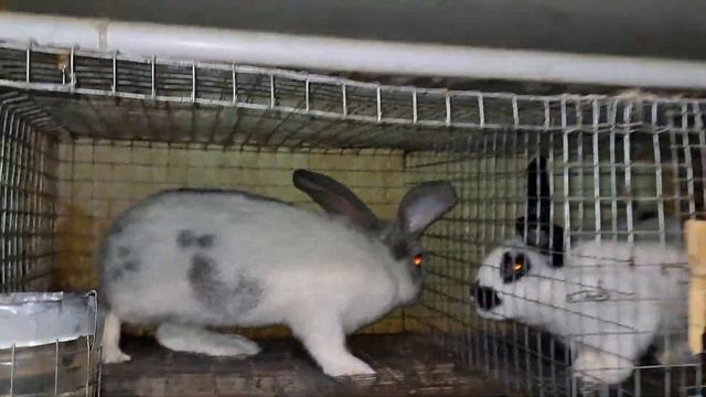 Обзор кроликов, С 23 февраля!!! смотреть онлайн