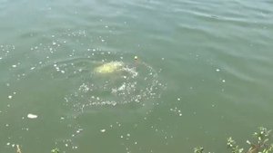 Рыболовная приманка, электрическая приманка, воблер