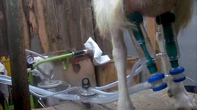 Дойка коз доильным аппаратом смотреть онлайн