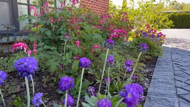 Что украшает сад в мае? Весенние цветение сада. 3000 луковичных. смотреть онлайн