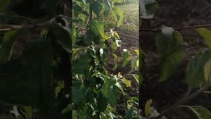 Обрезка яблони Веретеном на ММ 106. Не допускай этого в первые годы формировки.