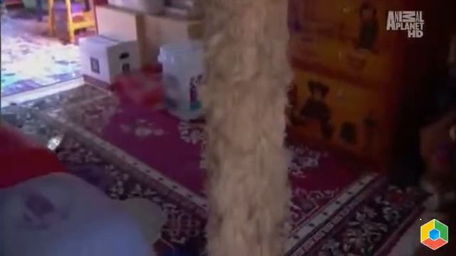 Американская короткошерстная кошка1 смотреть онлайн