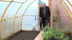 Как вырастить иву?