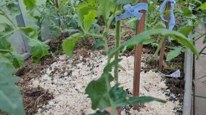 229.  Правильно ФОРМИРУЕМ низкие ( детерминантные) и высокие (индетерминантные) ТОМАТЫ!