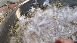 Сажаем Холмогорскую гусыню на яйцо.