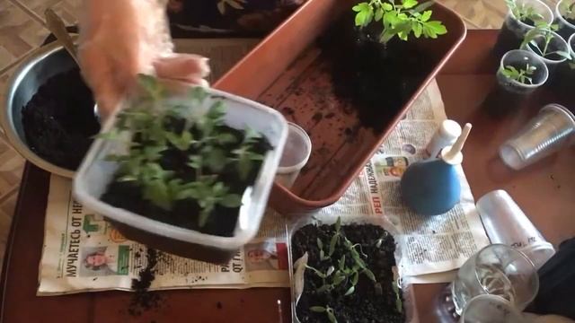 ПИКИРУЕМ ТОМАТЫ "КОЛЬЦОМ"|| #бабалюда || #огород || #томаты