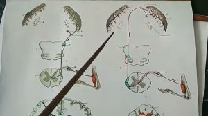 ПРОПРЕОЦЕПТИВНЫЕ ПРОЕКЦИОННЫЕ ПРОВОДЯЩИЕ ПУТИ МОЗЖЕЧКОВОГО НАПРАВЛЕНИЯ (ГОВЕРСА И ФЛЕКСИГА)