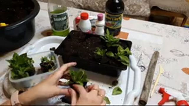 ПЕТУНИЯ ПОСАДКА ЧЕРЕНКОВ смотреть онлайн