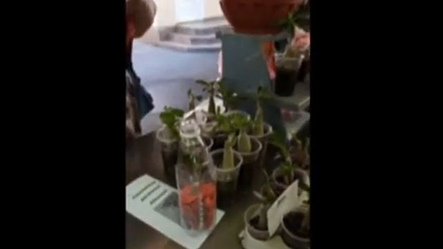 Адениум - роза пустыни. Первое знакомство с комнатным цветком...