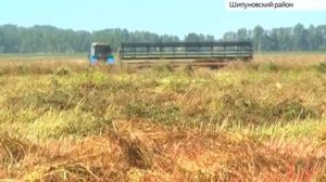 В Шипуновском районе погодные условия повлияли на урожайность