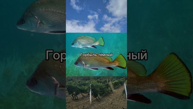 Рыбы черного моря ч2 #рыбалка #черноеморе #рекомендации #рек #врек #реки #морскойокунь #акула #скат