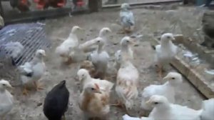 Сырая картошка курам несушкам можно ли давать и сколько?