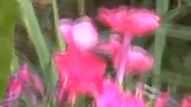 Русская колибри.wmv